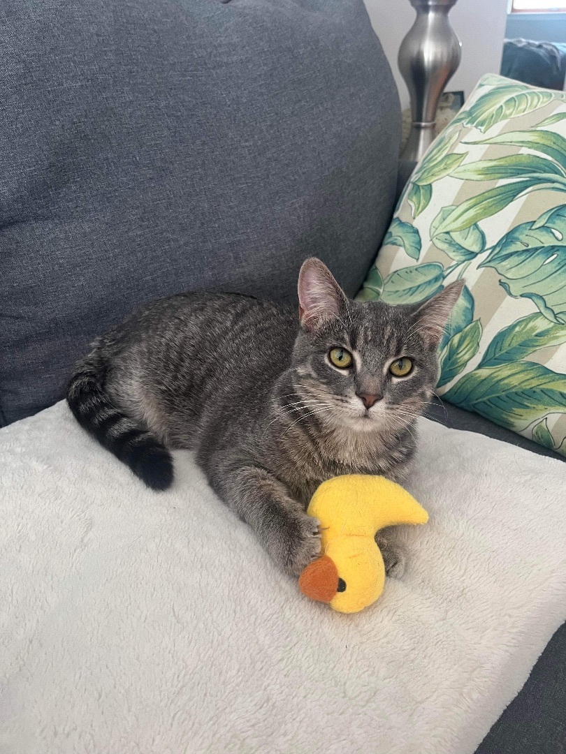 Trill, an adoptable Domestic Short Hair in Whitewater, WI, 53190 | Photo Image 9