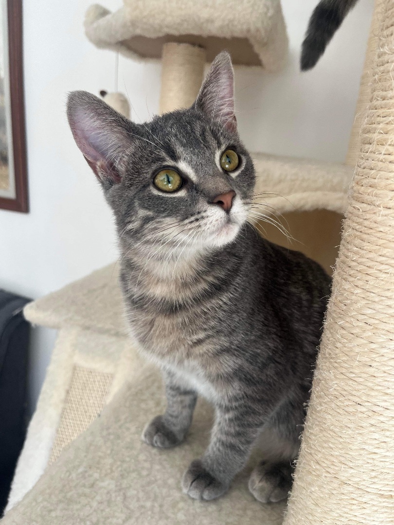 Trill, an adoptable Domestic Short Hair in Whitewater, WI, 53190 | Photo Image 10