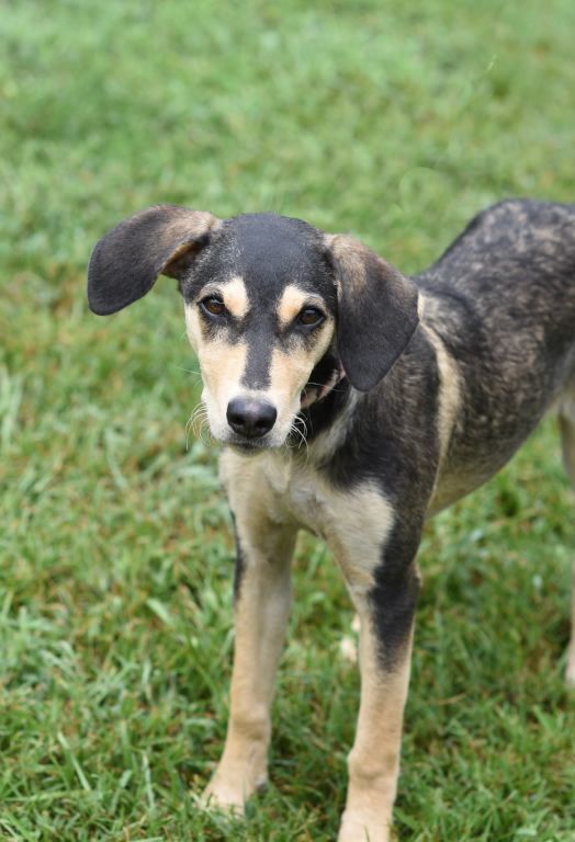 Birdie, an adoptable Hound & Beagle Mix in Hot Springs, AR_image-1