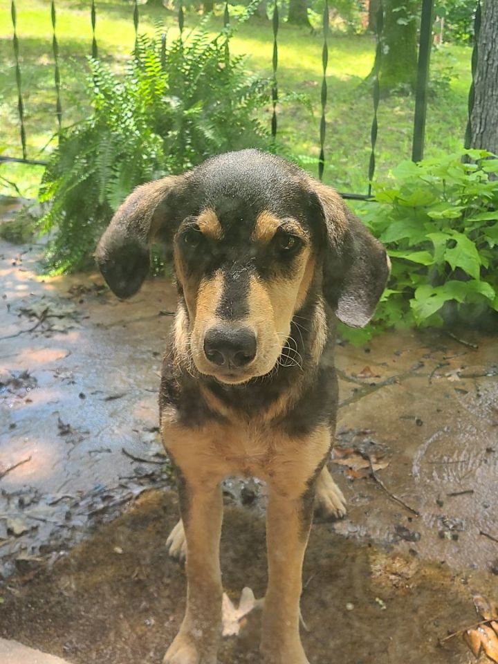 Birdie, an adoptable Hound & Beagle Mix in Hot Springs, AR_image-3