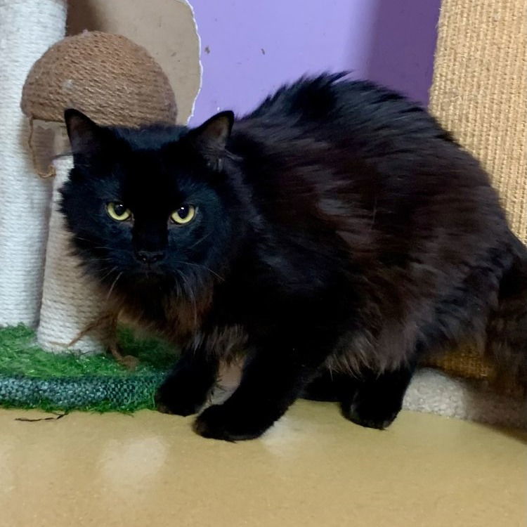Asphalt, an adoptable Domestic Medium Hair in Hudson, NY, 12534 | Photo Image 1