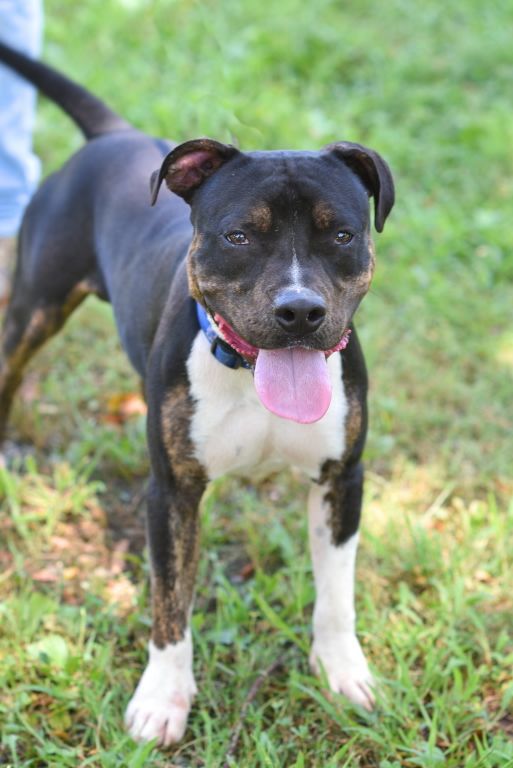 Chance, an adoptable Pit Bull Terrier Mix in Hot Springs, AR_image-1
