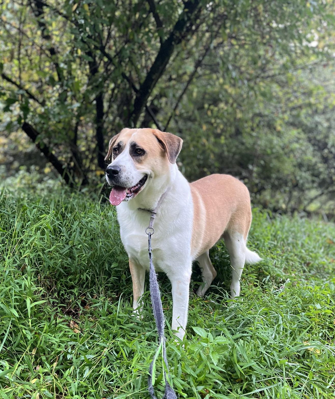 Vera, an adoptable Anatolian Shepherd, Saint Bernard in Elkins, WV, 26241 | Photo Image 1