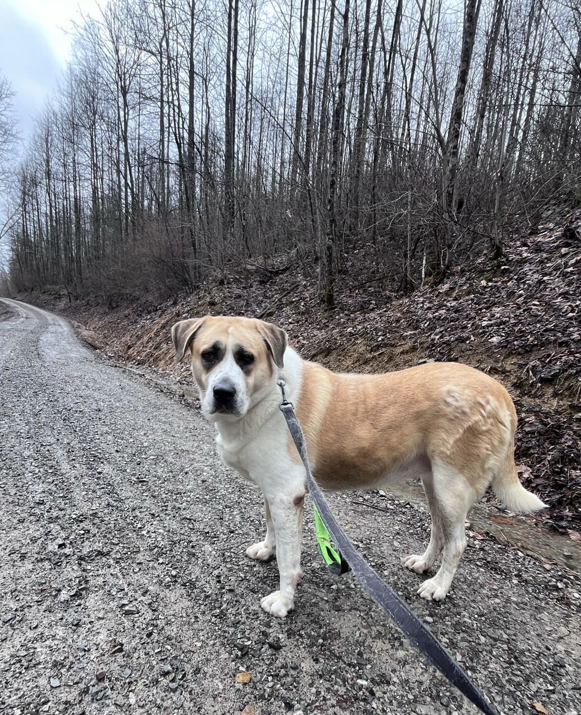 Vera, an adoptable Anatolian Shepherd, Saint Bernard in Elkins, WV, 26241 | Photo Image 2