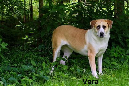 Vera, an adoptable Anatolian Shepherd, Saint Bernard in Elkins, WV, 26241 | Photo Image 3