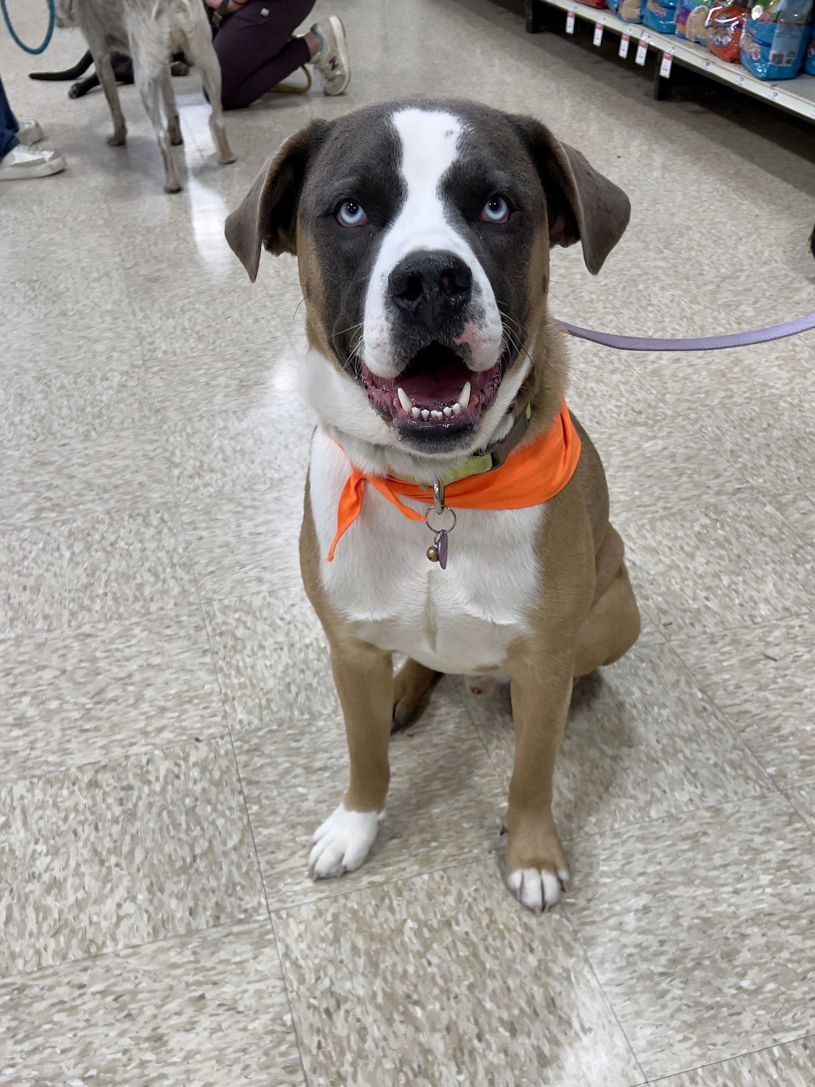 Balto, an adoptable Husky, Shepherd in Minneapolis, MN, 55412 | Photo Image 1