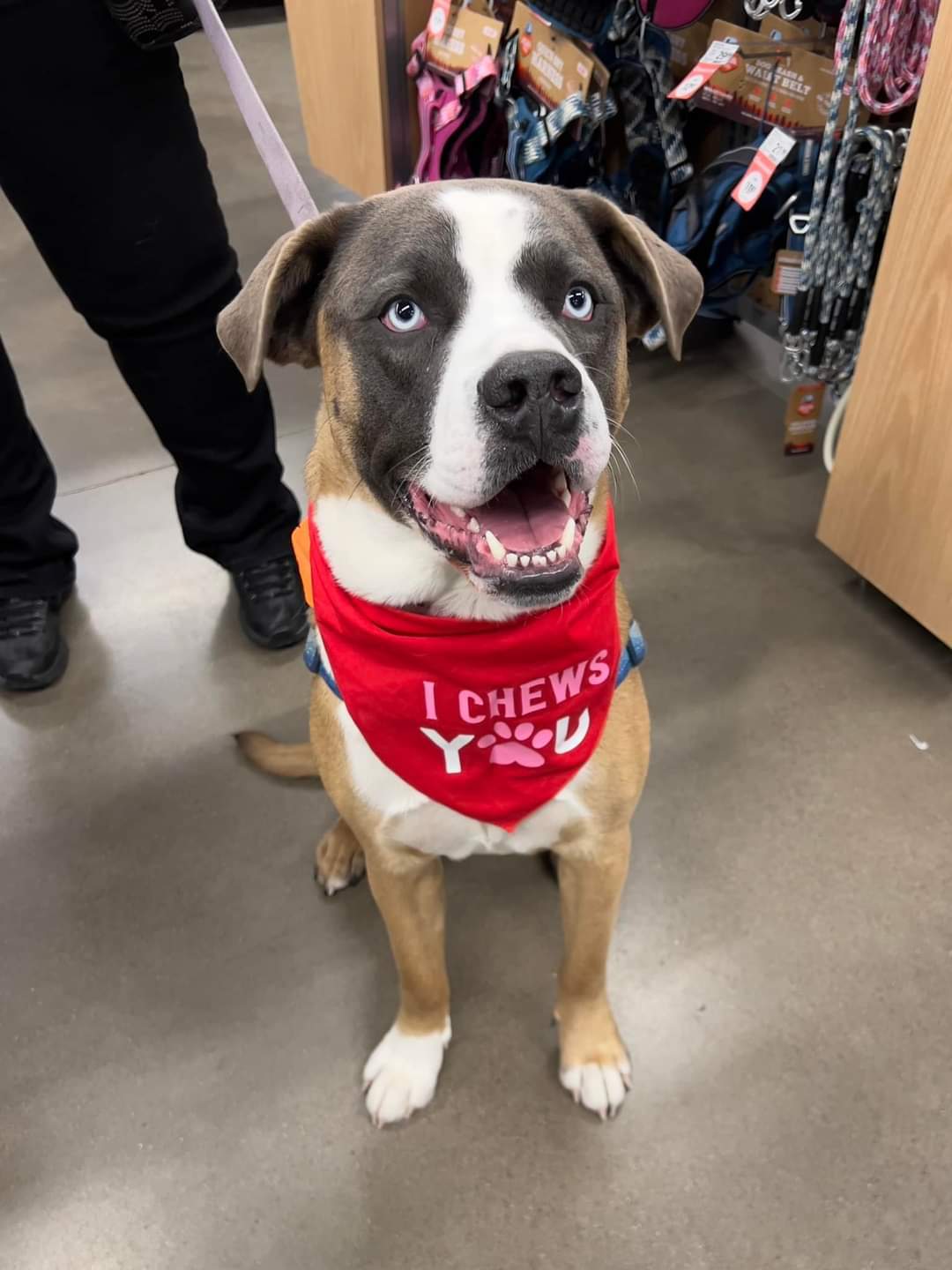 Balto, an adoptable Husky, Shepherd in Minneapolis, MN, 55412 | Photo Image 2