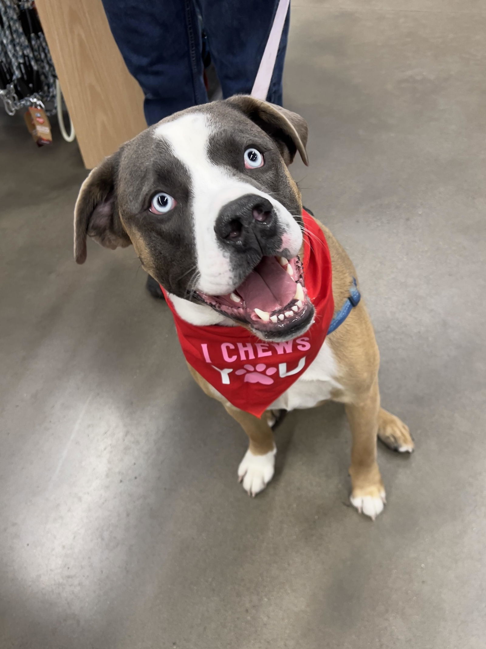 Balto, an adoptable Husky, Shepherd in Minneapolis, MN, 55412 | Photo Image 3