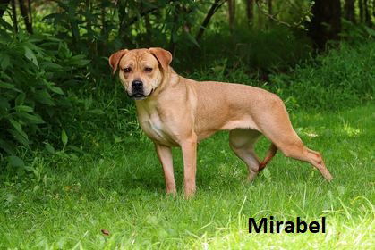 Mirabel, an adoptable Labrador Retriever in Elkins, WV, 26241 | Photo Image 1