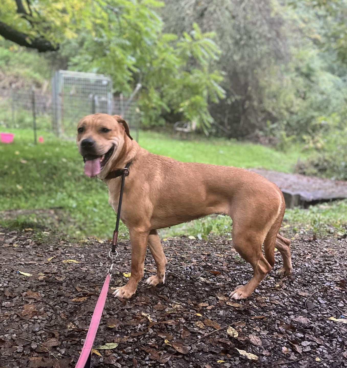 Mirabel, an adoptable Labrador Retriever in Elkins, WV, 26241 | Photo Image 2
