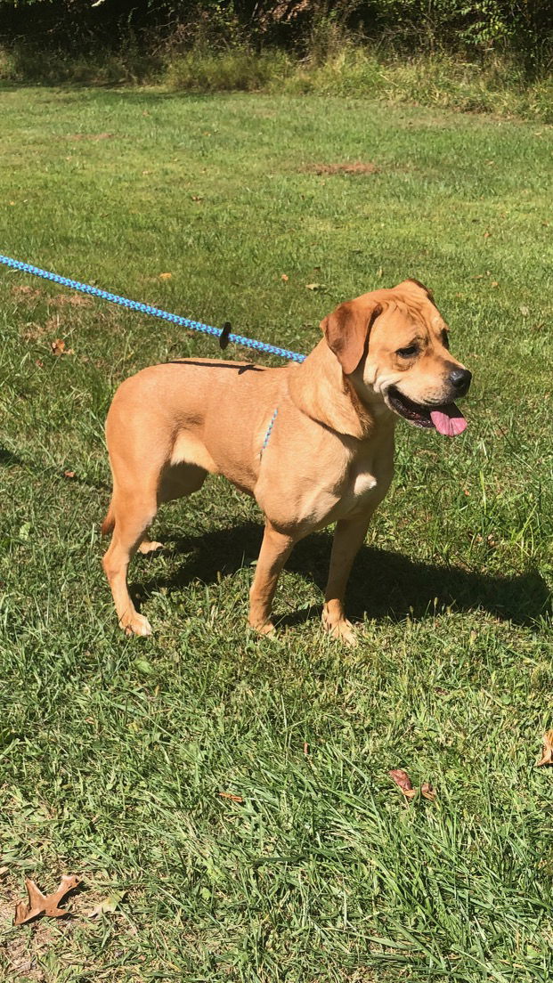 Mirabel, an adoptable Labrador Retriever in Elkins, WV, 26241 | Photo Image 3