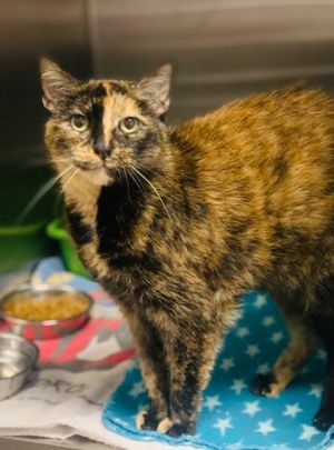 This is Suzy Suzy is an 11yr old female tortoiseshell kitty who LOVES people and would prefer to be