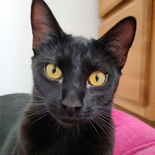 London, an adoptable Domestic Short Hair in Laramie, WY, 82073 | Photo Image 1