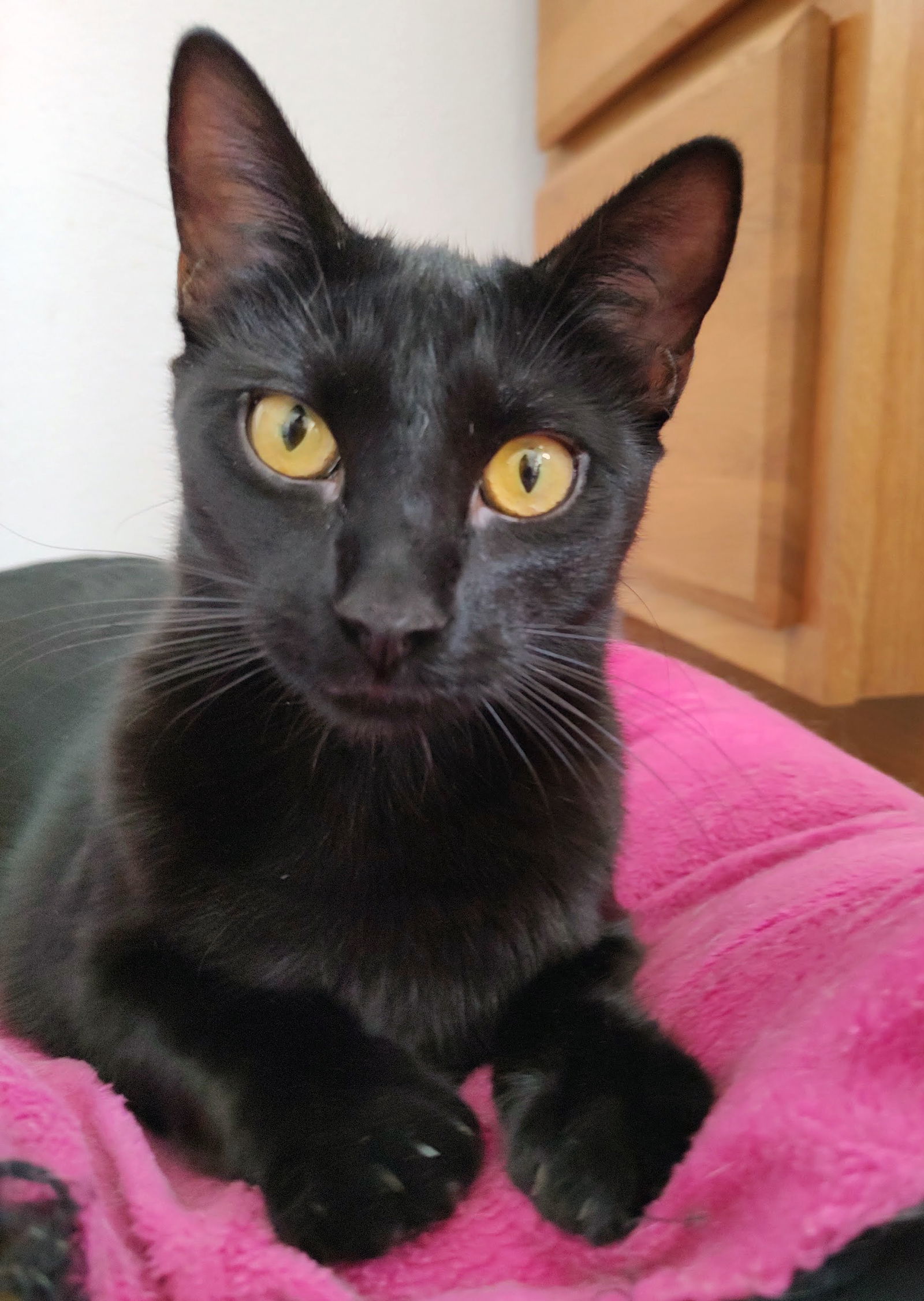 London, an adoptable Domestic Short Hair in Laramie, WY, 82073 | Photo Image 2