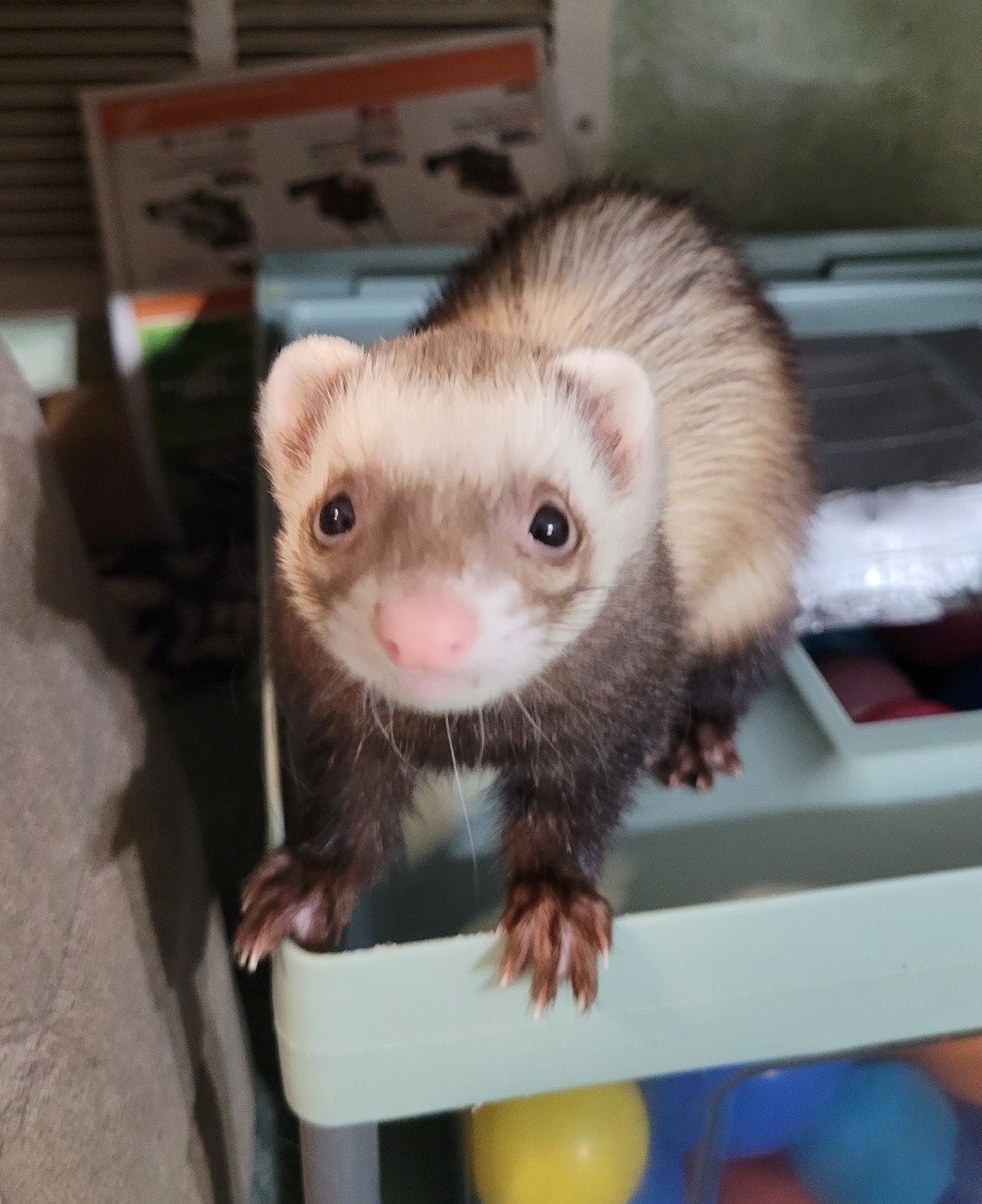 Ferret for adoption Pan, a Ferret in Acworth, GA Petfinder