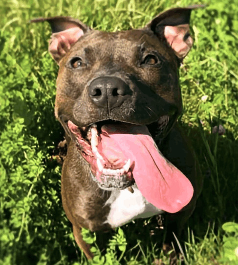 Phoebe, an adoptable American Staffordshire Terrier, American Bully in Shell Lake, WI, 54871 | Photo Image 1