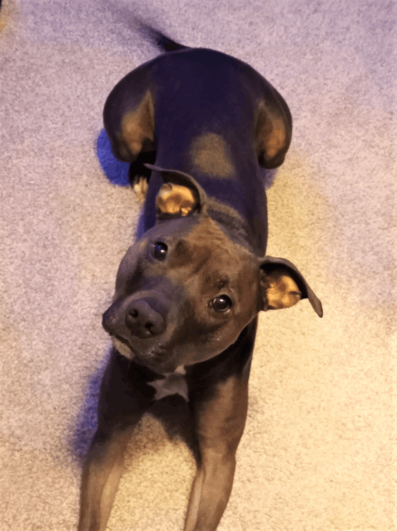 Phoebe, an adoptable American Staffordshire Terrier, American Bully in Shell Lake, WI, 54871 | Photo Image 2