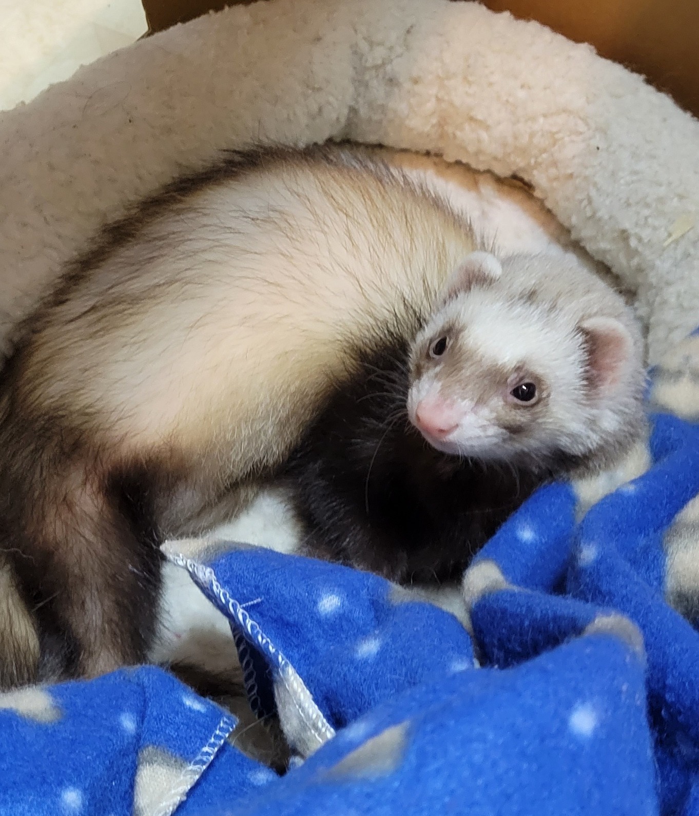 Ferret for adoption MJ, a Ferret in Acworth, GA Petfinder