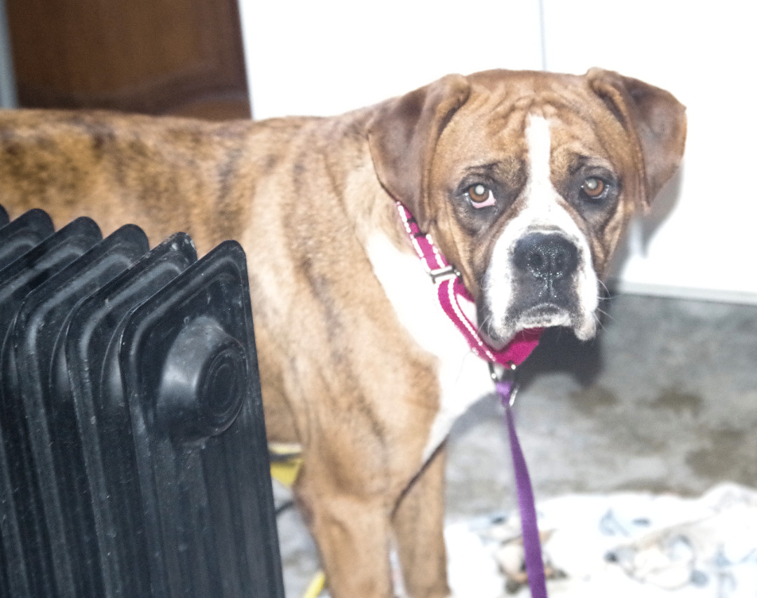WENDY, an adoptable Boxer in Meridian, ID, 83642 | Photo Image 2