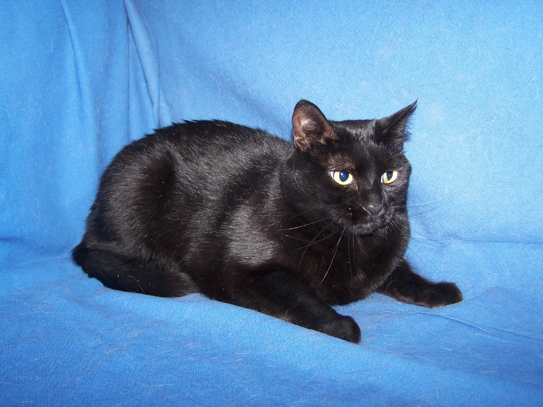 Sade, an adoptable Domestic Short Hair in Colorado Springs, CO, 80907 | Photo Image 1