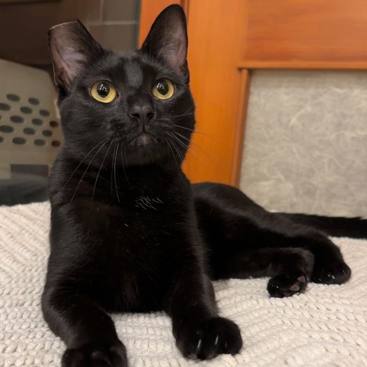 Kittysaurus 2