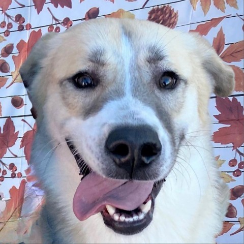Mari, an adoptable Mixed Breed in Las Cruces, NM, 88012 | Photo Image 5