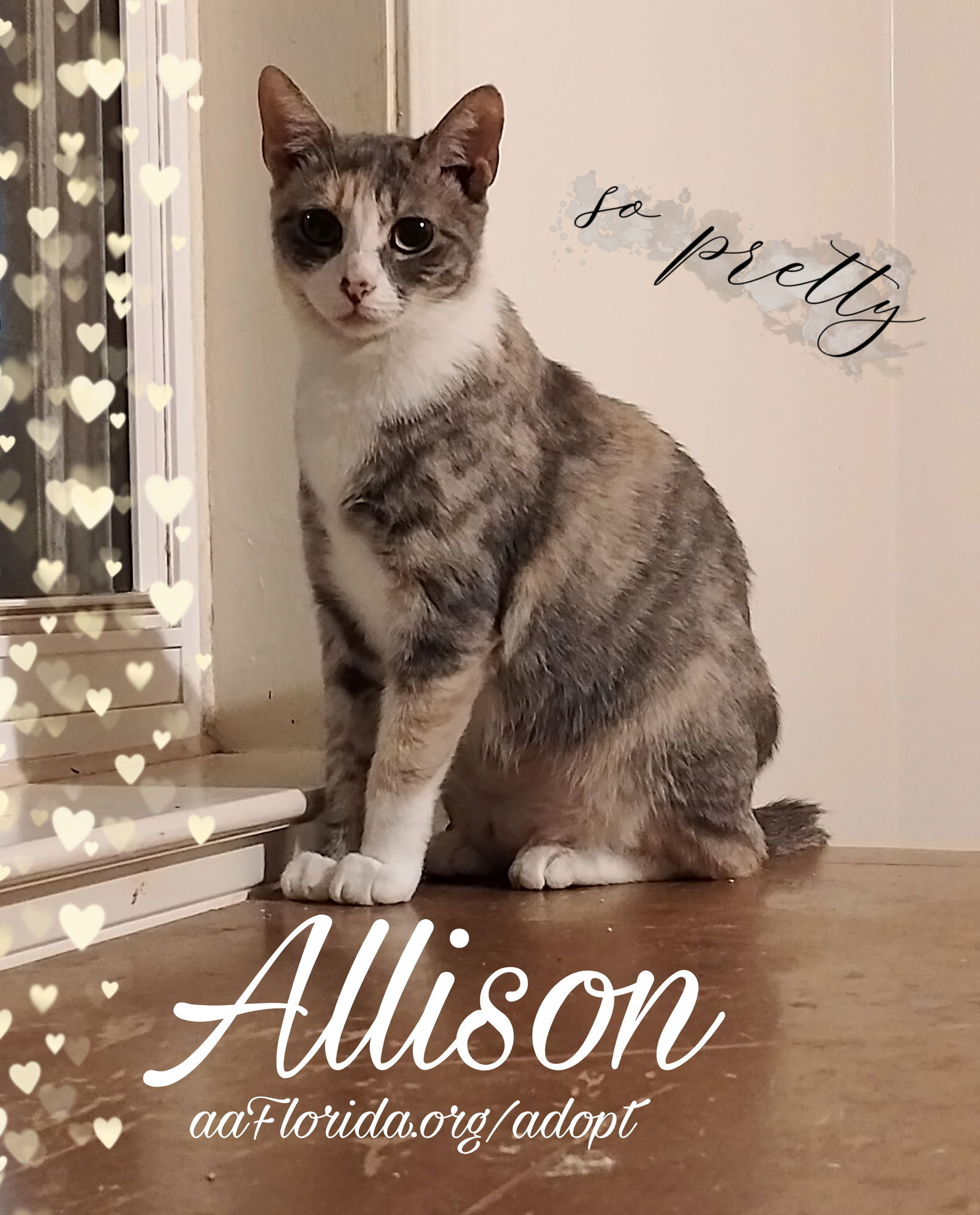 Allison, an adoptable Dilute Calico, Domestic Short Hair in Pensacola, FL, 32534 | Photo Image 1