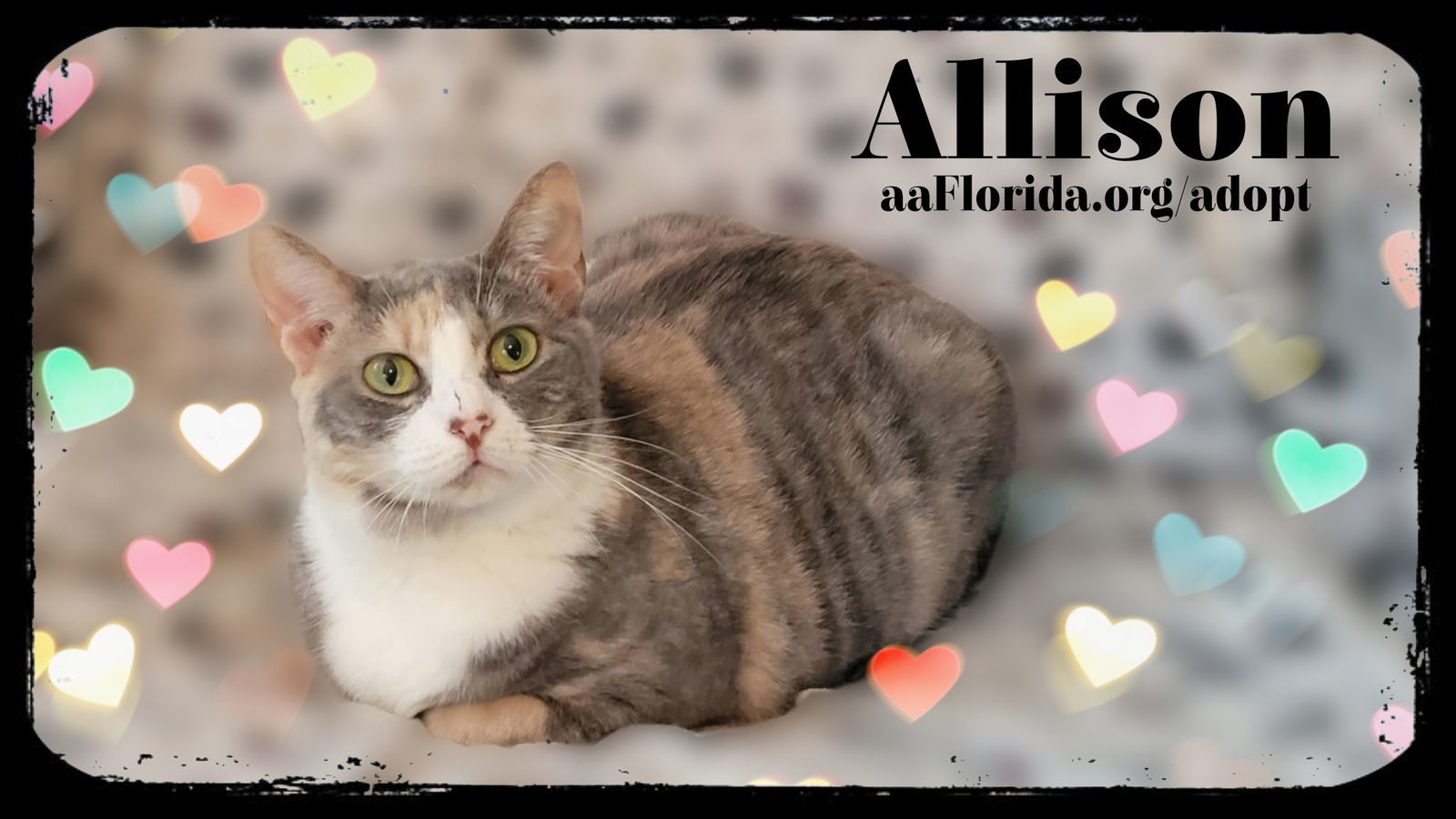 Allison, an adoptable Dilute Calico, Domestic Short Hair in Pensacola, FL, 32534 | Photo Image 2