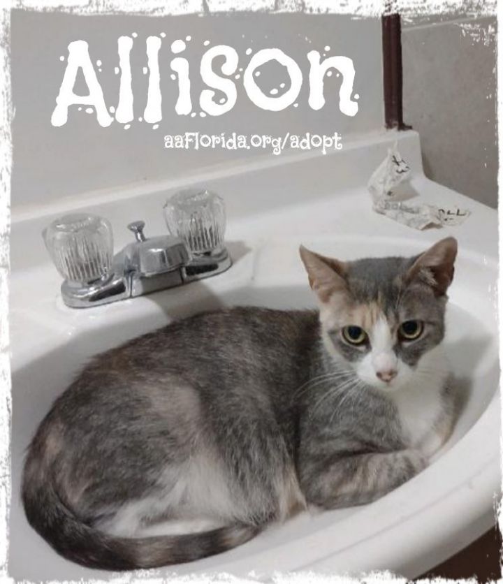 Allison 3