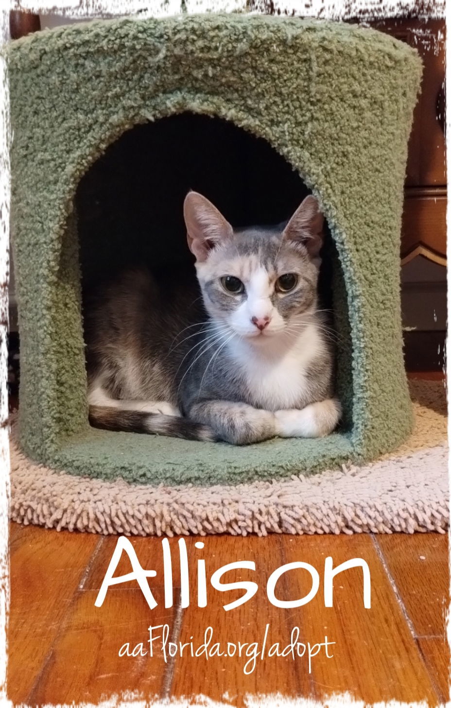 Allison, an adoptable Dilute Calico, Domestic Short Hair in Pensacola, FL, 32534 | Photo Image 3