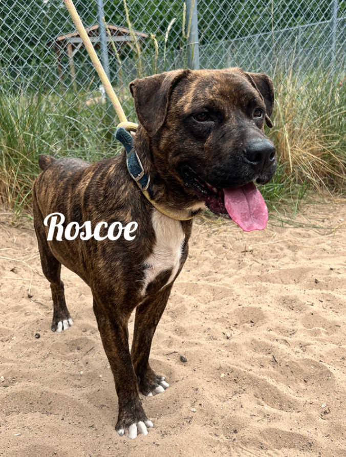 Rosco, an adoptable Boxer in Manistee, MI, 49660 | Photo Image 1