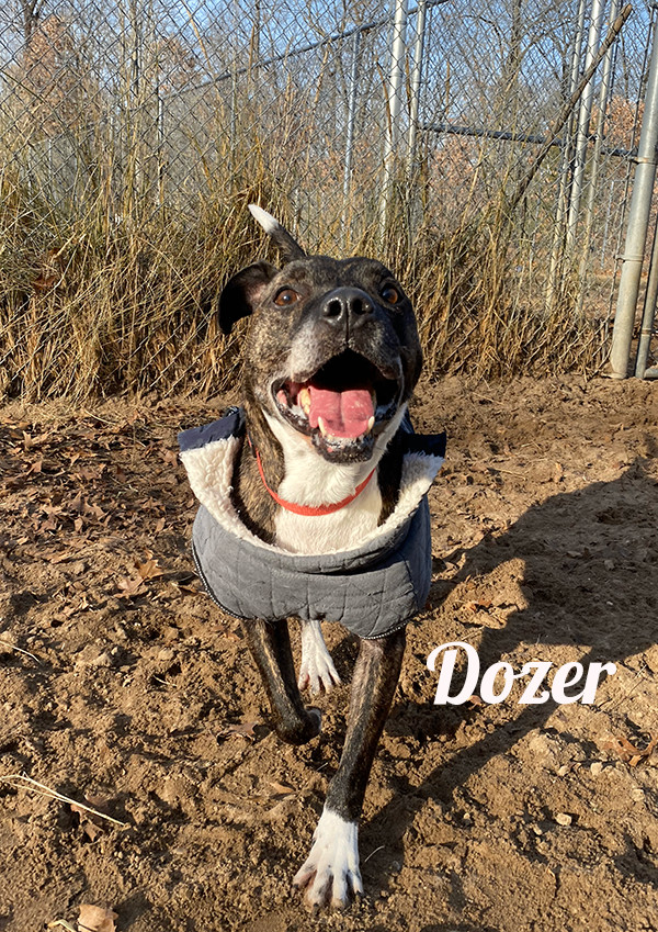 Dozer, an adoptable Labrador Retriever in Manistee, MI, 49660 | Photo Image 1