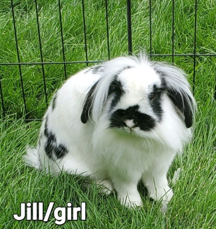 Jill, an adoptable Holland Lop & Lionhead Mix in Eagle, ID_image-1
