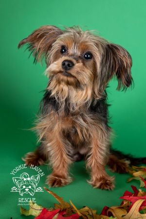 Yorkshire sale terrier petfinder