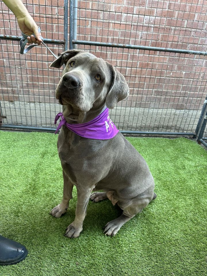 Sonia adopted ADOPTED 1