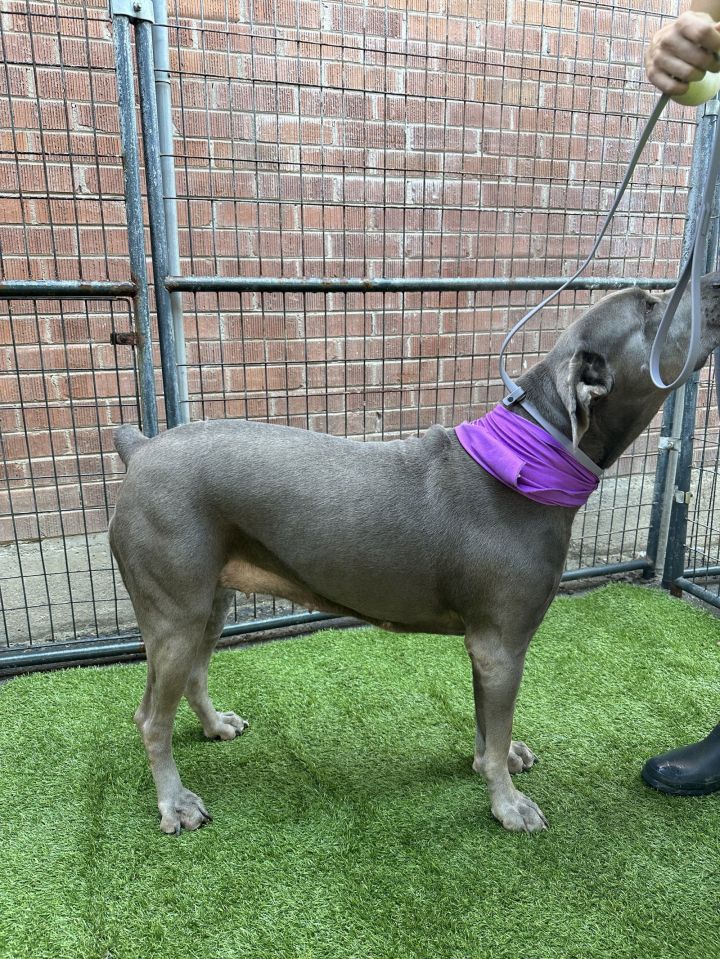 Sonia adopted ADOPTED 3