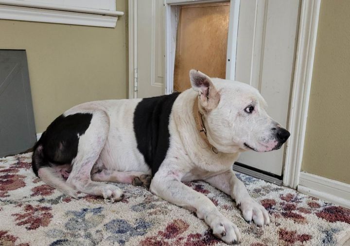 Windsor, an adoptable American Bulldog Mix in Salem, NH_image-4