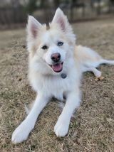 Marley, an adoptable Husky & Pomeranian Mix in Watertown, WI_image-1
