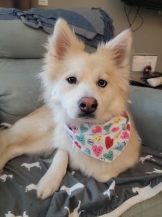 Marley, an adoptable Husky & Pomeranian Mix in Watertown, WI_image-2