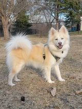 Marley, an adoptable Husky & Pomeranian Mix in Watertown, WI_image-3