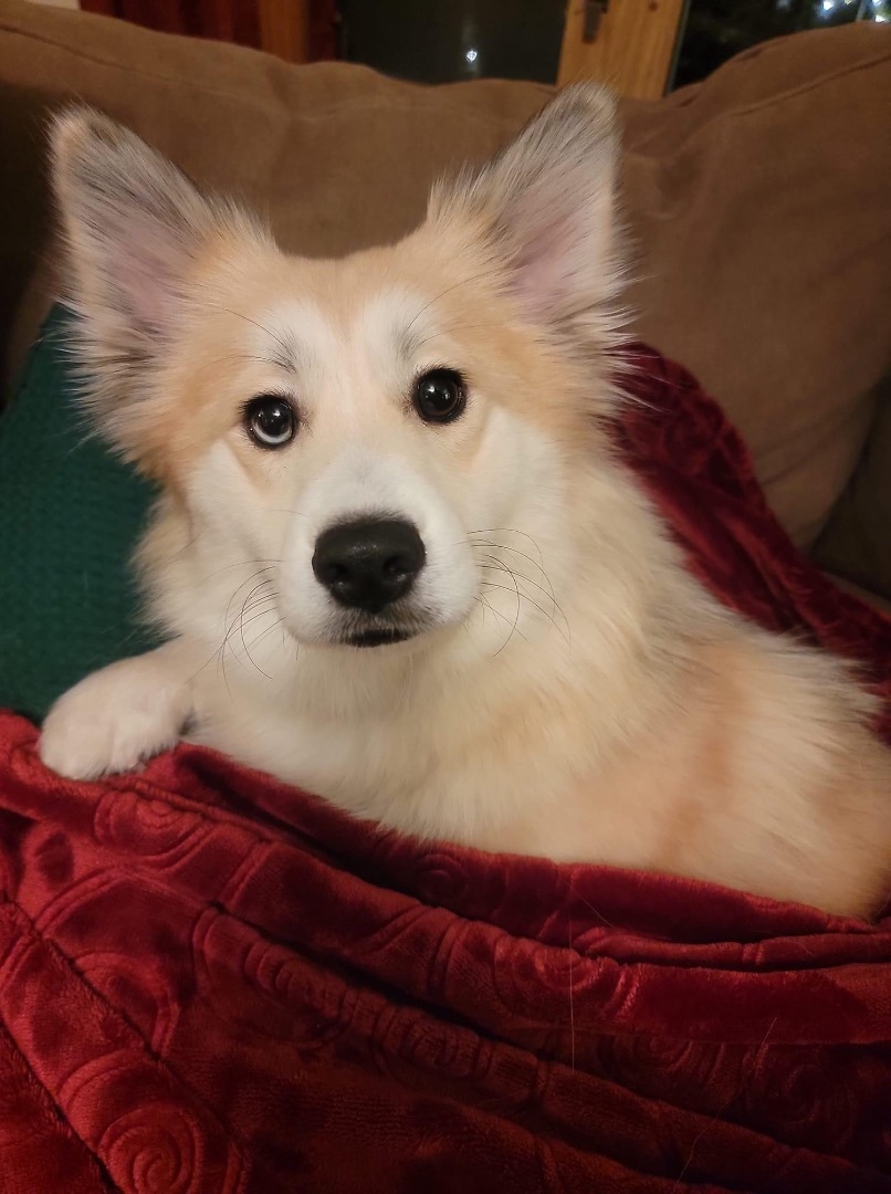 Nellie, an adoptable Husky, Pomeranian in Watertown, WI, 53094 | Photo Image 2