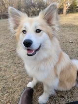 Nellie, an adoptable Husky & Pomeranian Mix in Watertown, WI_image-3