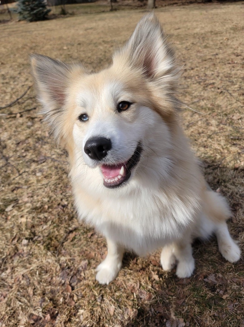 Nellie, an adoptable Husky, Pomeranian in Watertown, WI, 53094 | Photo Image 1