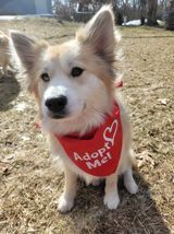 Nellie, an adoptable Husky & Pomeranian Mix in Watertown, WI_image-1
