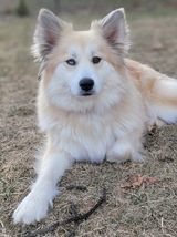 Nellie, an adoptable Husky, Pomeranian in Watertown, WI, 53094 | Photo Image 5