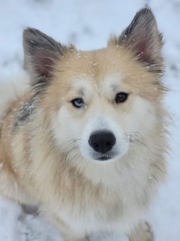 Nellie, an adoptable Husky & Pomeranian Mix in Watertown, WI_image-6
