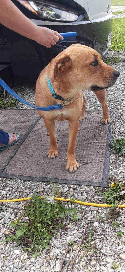 Sunny, an adoptable Labrador Retriever Mix in Kansas City, MO_image-2