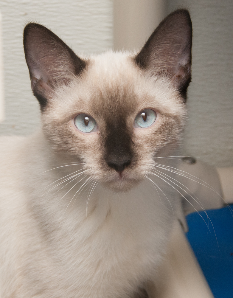 Ponyboy (gets adopted with Darry), an adoptable Siamese in Westminster, CO, 80031 | Photo Image 1