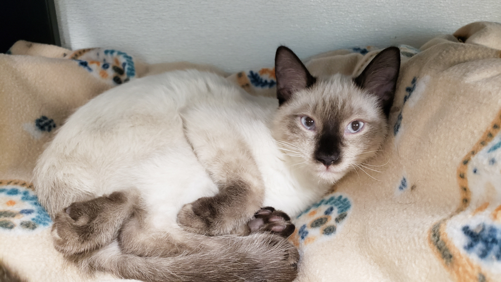 Ponyboy (gets adopted with Darry), an adoptable Siamese in Westminster, CO, 80031 | Photo Image 2