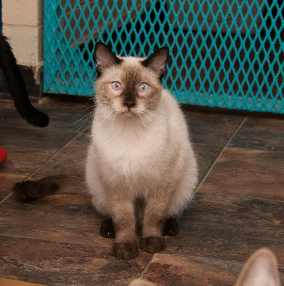 Ponyboy (gets adopted with Darry), an adoptable Siamese in Westminster, CO, 80031 | Photo Image 3